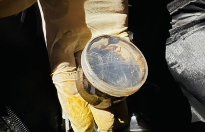 ޑްރަގާ ދެކޮޅު ބޮޑު އޮޕަރޭޝަން: 90 މީހަކު ހައްޔަރުކޮށް، ތަހުގީގު ފަށައިފި!