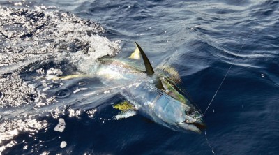 ބޮޑުކަންނެލި މަސްވެރިކަމަށް ލޭނުއެޅުން ހުއްދަކުރުމާއެކު ކަންބޮޑުވުން