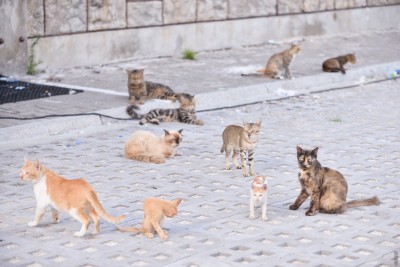 ބުޅާ ފެސިލިޓީގެ މަސައްކަތް ނިމޭނެ ތާރީޚެއް ނޭނގޭ