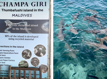 އެމެރިކާގެ ދެމަފިރިންނަށް އުއްޗުގެ ސަޕްރައިސް ހަދިޔާއެއް!