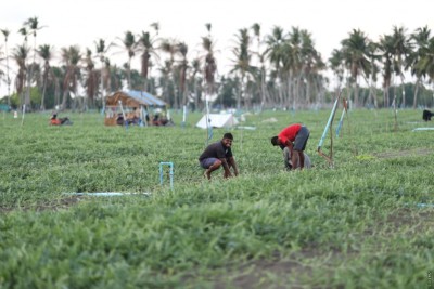 ތޮއްޑޫ ދަނޑުވެރިންގެ މާރުކޭޓުން ކިއޮސްކުތައް ކުއްޔަށް ހިފަން ހުޅުވާލައިފި
