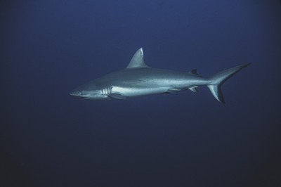 ލޭނުގައިޖެހި މަރުވާ މިޔަރު ޕްރޮސެސްކޮށް ބޭރުކުރުމަށް ލައިސެންސެއް ދެނީ