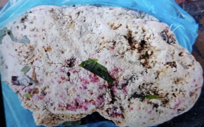 ކޮލަމާފުށިން ދެ ކިލޯގެ މާވަހަރެއް ކަމަށް ބެލެވޭ އެއްޗެއް ހޮވައިފި