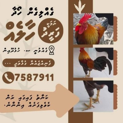 ހުޅުދޫއިން ފަރީދު ކިޔާ ހާލެއް ގެއްލިގެން ހޯދަނީ
