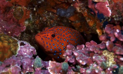 މެރިކަލްޗާ ކުރުމަށް ފިޝަރީސް މިނިސްޓްރީން ކުދި ފާނައާއި މޫދުކޮށި ވިއްކާ ޕްރޮގްރާމެއް