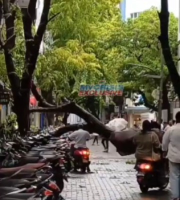 މާވެޔޮ މަގުގައިހުރި ބޮޑު ގަހެއް ވެއްޓި ބައެއް އުޅަނދުތަކަށް ގެއްލުންވެއްޖެ