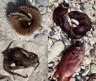 ހިތަދޫ ފުއްޓަރަށް ކްލޮރިން ފާޓާތަކެއް އަޅައިފި؛ މަސްތައް މަރުވެ، މޫދަށް އެރުން ނުރައްކަލަކަށް