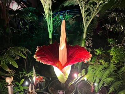 މަދުން ނޫނީ ނުފެންނަ މަލެއް ފުރަތަމަ ފަހަރަށް ފޮޅިއްޖެ