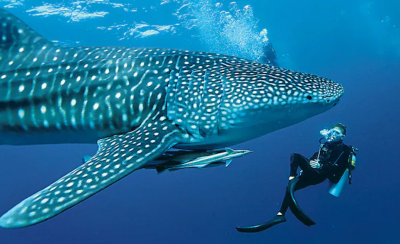 ފެހުރިހި ބަލަންދާ އުޅަނދުތަކުގެ ބުރަފަތީގައި ގާޑު އަޅުވަން ޖެހޭ ގޮތް ހަދަނީ