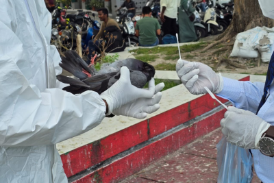 މާލޭގެ އެކި ތަންތަނުން ބަލި ކޮތަރު ފެންނާތީ އެނިމަލް މިނިސްޓްރީން ސަބަބު ހޯދަނީ