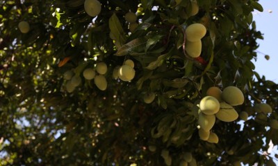 64 ވަނަ ފަހަރަށް ހައްޔަރުކުރީ ޖުވެނައިލް ކޯޓު އަނބުގަހުން ވަގަށް އަނބު ބިނދެގެން