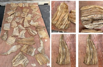 582 ކިލޯގެ މިޔަރު މަހާއި މަޑި މަސް ކޮންޓެއިނަރަކީ ރީ އެކްސްޕޯޓުކުރި ކޮންޓެއިނަރެއް: ނަހުލާ