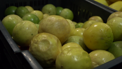 މާރުކޭޓުގައި ޖުމްހޫރީމޭވާ ކިލޯއެއްގެ އަގު 120 ރުފިޔާއަށް