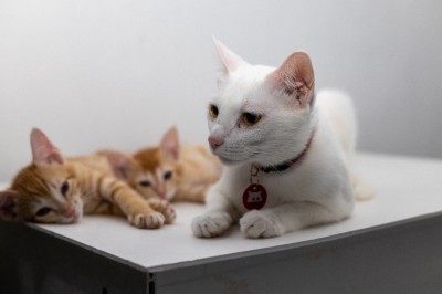 މިނިސްޓްރީން އޮޅު ހިޔާއާ ހަވާލުވިތާ ދޮޅު މަސް: 30 ބުޅާ ގެންގޮސްފި