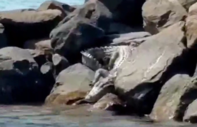 ކ. އަތޮޅުން ފެނުނު ކިނބޫ ހިފައި، އެމްއެންޑީއެފްގެ ބެެލުމުގެ ދަށަށް