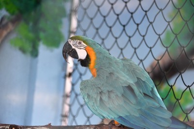 ގުރާގެ ހަޅޭކާހެދި, އަވައްޓެރިންނަށް ހަމަނިދި ނުލިބިފައި