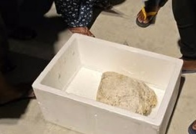 ދަރަނބޫދޫގެ ދެ ޒުވާނުން ހަ ކިލޯގެ މާވަހަރެއް ކަމަށް ބެލެވޭ އެއްޗެއް ހޮވައިފި