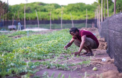 6 އަހަރު ތެރޭ ދަނޑުވެރިކަމުގެ ލޯނަށް 15.9 މިލިއަން ރުފިޔާ ދޫކޮށްފި، ގިނައީ ޒަމަނީ ދަނޑުވެރިކަމަށް