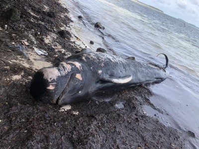 ވޭމަންޑޫ ގޮނޑުދޮށަށް 20 ފޫޓުގެ ބޮޑު މަހެއް ލައްގައިފި