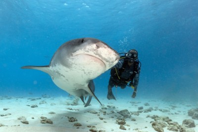 މިޔަރަށް ޖެހުނު ލޯބިން މިލިއަނަރަކަށް, ދެން ނެޓްފްލިކްސްއަށް!