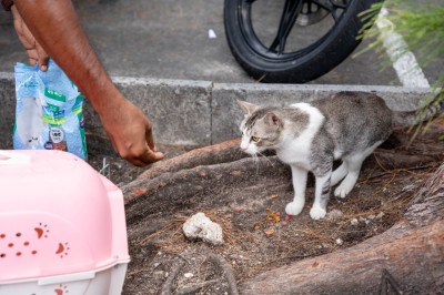 ބުޅަލަށް ގޯނާކުރާކަމުގެ ޝަކުވާ ބޮޑުވެފައިވަނިކޮށް، އޮޅުހިޔާއަށް އިތުރު ބުޅާ ގެންދަނީ