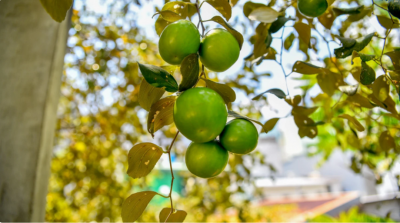 ސުވަރުގޭގައި ކުންނާރުގަސް ހުންނާނެ!