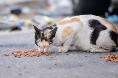 އޮޅުހިޔާގެ ޝެލްޓާ ބައި، މިނިސްޓްރީއާ ގުޅިގެން ހިންގާނެ ބަޔަކު އަލުން ހޯދަނީ
