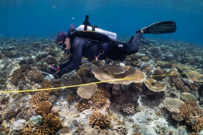 އޯއީސީއެމްގެ ކެންޑިޑޭޓަކަށް ކްރޮސްރޯޑްސް ކަނޑައަޅައިފި