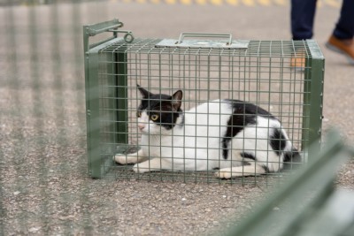 އޮޅުހިޔާގައި 20 ދުވަސް ތެރޭ 51 ބުޅާ މަރުވި ކަމަށް ބުނެ ޖަމިއްޔާތަކުގެ އެތައް ކަންބޮޑުވުމެއް