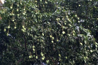 ވަގަށް 4 އަނބު ބިން 2 މީހުން ބަންދުކޮށްފި، ބުނީ އަތްލެވޭ ހިސާބުގައި ހުރީމާ ބިނދެލީ ކަމަށް