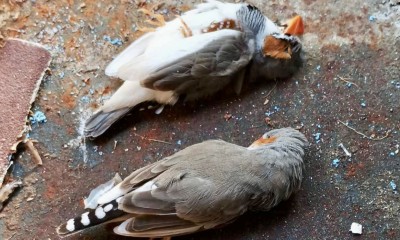 ހުޅުދޫ ޕާކުން އަސްދޫނިތައް މަރުވި މައްސަލަ ފުލުހުން ބަލަނީ