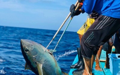 މިފްކޯ ހިންގުމުގައި މަސްވެރިންގެ ދައުރު ފުޅާކުރުމަށް، ބޯޑަށް މަސްވެރިއަކު ހަމަޖައްސައިފި