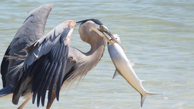 ރިޒުޤު ތަނަވަސްވުމުގެ ބައެއް ސަބަބު