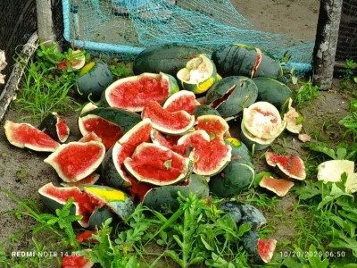 ކުމުންދޫގެ ކަރާ ދަނޑުތަކަކަށް ބޮޑު ގެއްލުމެއް ދީފި