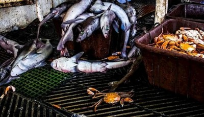 ކަށިމިޔަރުގެ މަސްވެރިކަން ކުރެވޭނީ ޑިސެމްބަރުން ފެށިގެން ޖޫންގެ ނިޔަލަށް