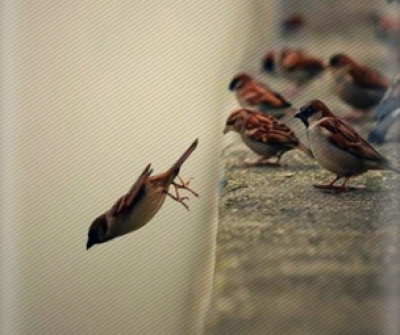 ނިޔަތް މުހިންމުވަނީ ކީއްވެ؟