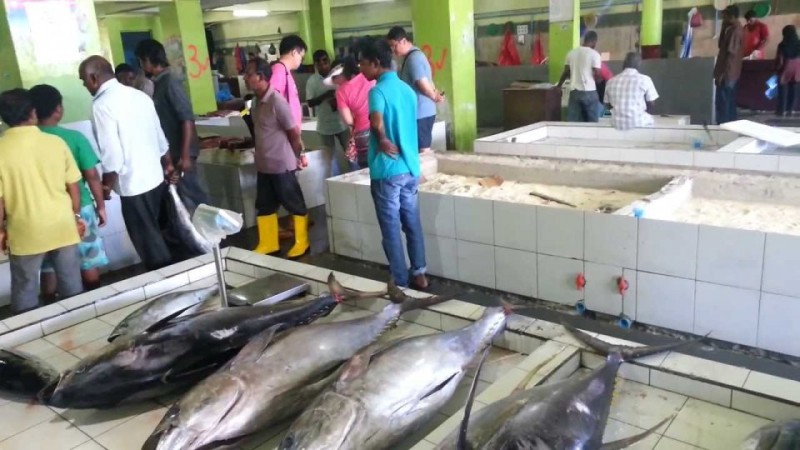 މަސް އެކްސްޕޯޓްކުރި މިންވަރު 65،000 މެޓްރިކް ޓަނަށް