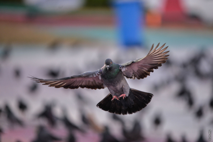 ޖަނަވާރަކަށް ލާއިންސާނީ އަނިޔާއެއް ދީފިނަމަ، 50،000 ރުފިޔާއާ ހަމައަށް ޖޫރިމަނާ ކުރަން ފަށަނީ