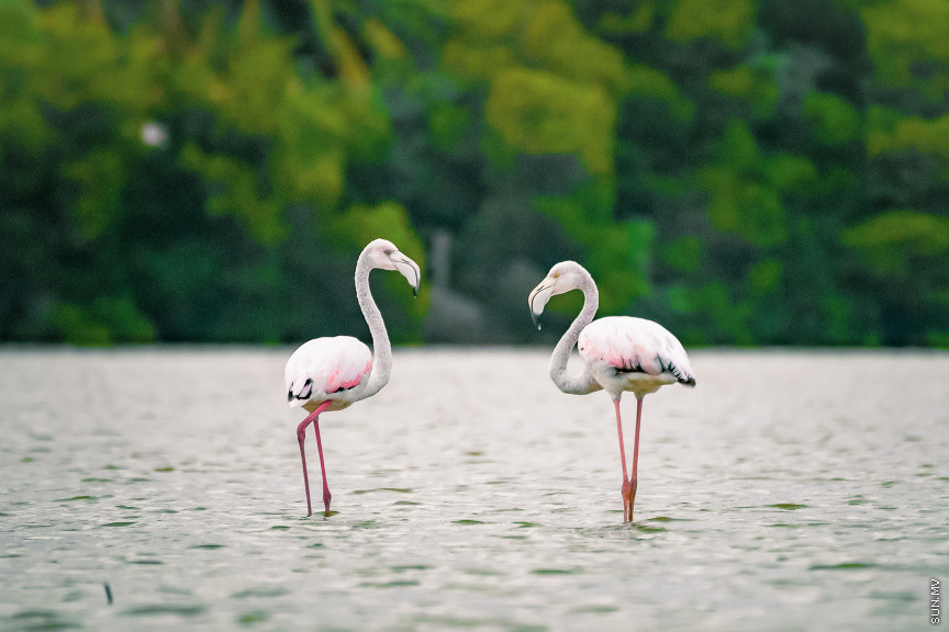 ޖަނަވާރަކަށް ލާއިންސާނީ އަނިޔާއެއް ދީފިނަމަ، 50،000 ރުފިޔާއާ ހަމައަށް ޖޫރިމަނާ ކުރަން ފަށަނީ