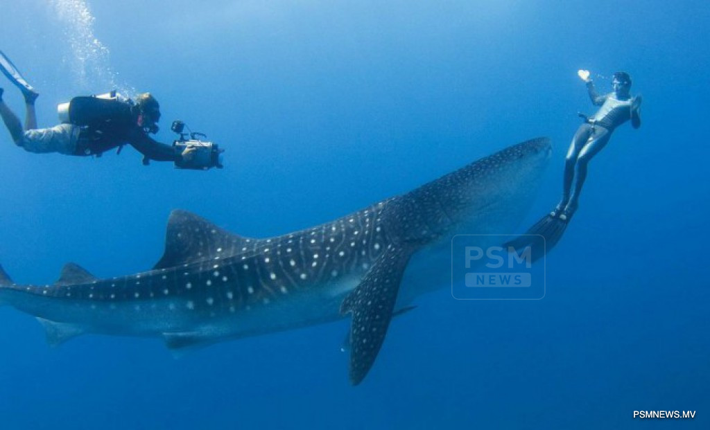 މުހިންމު ފިޔަވަޅެއް، ވިޔަފާރި އުސޫލުން ފެހުރިހި ގައުމުތަކަށް ގެންދިޔުން މަނާ!