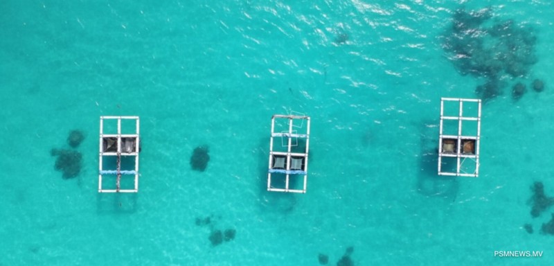 މެރިކަލްޗަރ ވިޔަފާރިތަކަށް ބޭނުންވާ މޫދުކޮށި ގަތުމަށް ޚާއްޞަ ސްކީމެއް