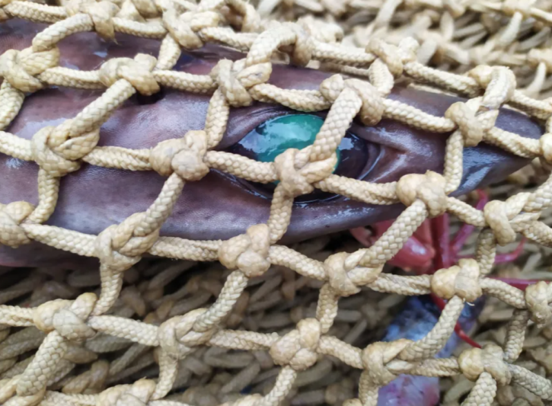 މިދިޔަ މަހު ހުއްދަ ދިން، ކަށިމިޔަރުގެ މަސްވެރިކަން ހުއްޓުވުމަށް ކޯޓަށް