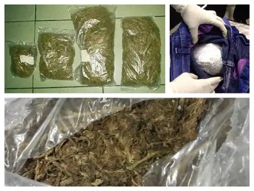 ރާއްޖެ އެތެރެކުރަން އުޅުނު 3 ކިލޯ އަށްވުރެ ގިނަ ކެނަބިސް ފަތް ހިފަހައްޓައިފި