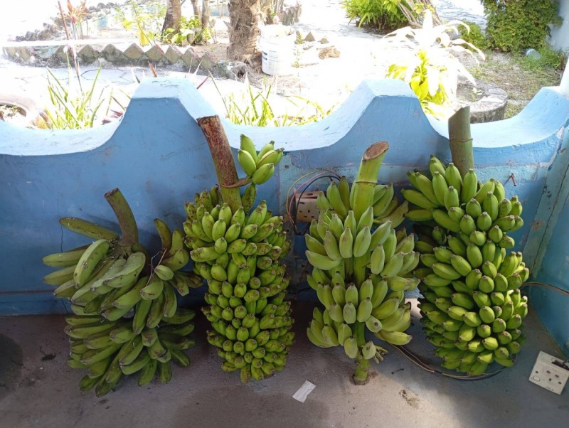 13 ކެޔޮގަނޑު ހަވާލު ކުރަން އައްޑޫ ފުލުހުން ވެރިފަރާތް ހޯދަނީ