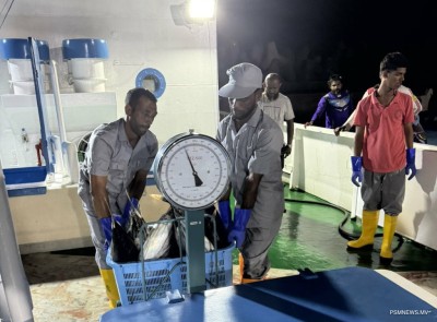 މިފްކޯއިން މަސް ގަންނަ އަގު ބޮޑުކޮށް، ތެޔޮ ވިއްކާ އަގު ކުޑަކޮށްފި