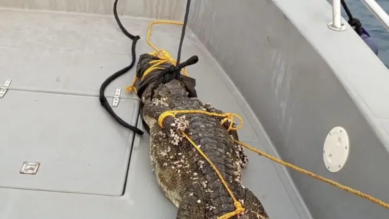 އެމްއެންޑީއެފް ގެ ބެލުމުގެ ދަށުން ރާއްޖެ ނާދެވޭ ގޮތަށް ކިނބުލެއް ދޫކޮށްލަނީ