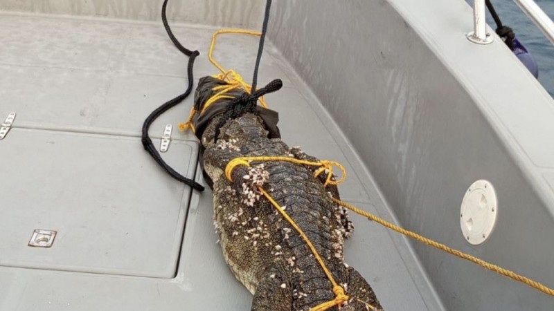 ކ. ގުރައިދޫ ކައިރިން 6 ފޫޓުގެ ކިނބުލެއް ހިފައިފި