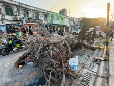 ބޮޑުތަކުރުފާނު މަގު ހަދަން ގަސްތައް ނަގަނީ: ''މާލޭގައި ހުރި މަދު ގަސްތައް ނުނަގާ ވެސް މަގު ހެދޭނެ''