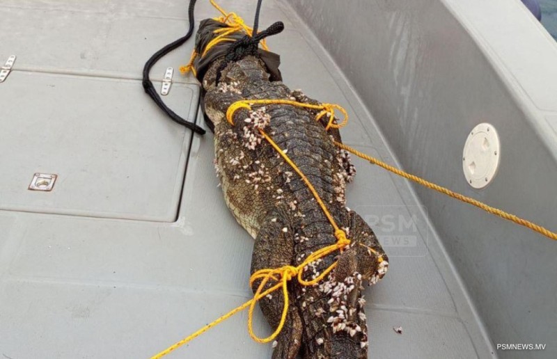 ގުރައިދޫ ފަޅުން ހިފި ކިނބޫ، ރާއްޖޭގެ ސަރަހައްދުން ބޭރަށް ދޫކޮށްލަނީ