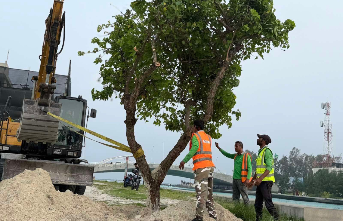 ބޭރު މަގުން ނެގި ހިރުނދު ގަސްތައް ހުޅުމާލޭގައި އިންދަނީ